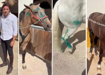 Los caballos de Diego Ventura evolucionan favorablemente tras el accidente