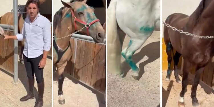 Los caballos de Diego Ventura evolucionan favorablemente tras el accidente