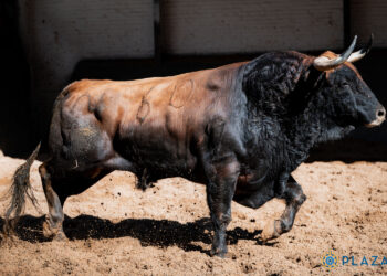 «Colombino» de Vellosino abre el sexto festejo de San Isidro (FOTOS)