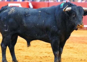 “Secretario”, de El Parralejo, premiado como el toro más bravo de la Feria de Abril de Sevilla