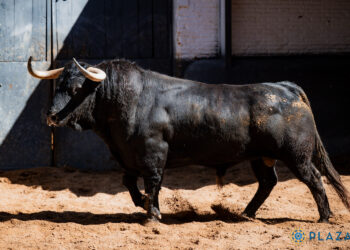 «Perdigonero» de Juan Pedro Domecq, el primer toro de Roca Rey en San Isidro 2026 (EN FOTOS)